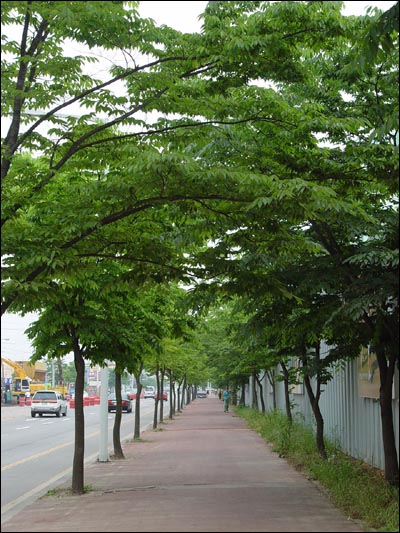 이 길 멋있죠! 아침에 올 때 참 마음에 들었습니다. 그래서 퇴근길에 잠시 차에서 내려 찍었습니다. 자전거 출근길에서 발견한 행복 중 하나입니다. 